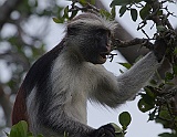 The endemic red colobus monkey, Zanzibar